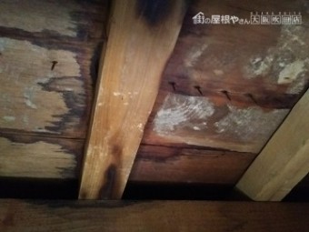 現地調査 屋根裏を調査