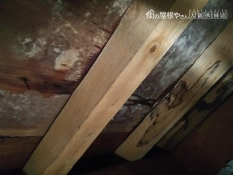 現地調査 屋根裏を調査