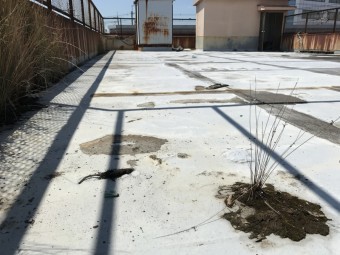 屋上に雑草