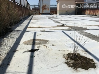 屋上に雑草
