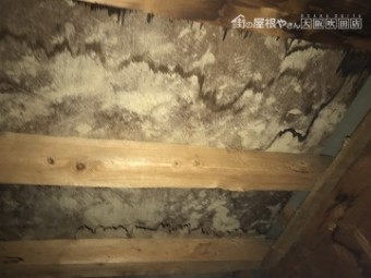 雨漏り調査で屋根裏を調査