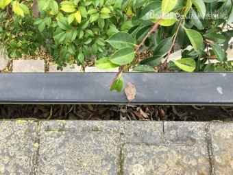 雨樋に葉っぱ