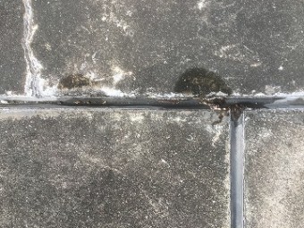 バルコニー防水