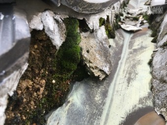 劣化して苔の生えた漆喰