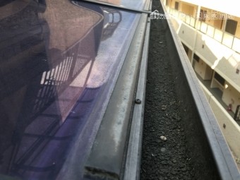 雨樋に溜まったゴミ