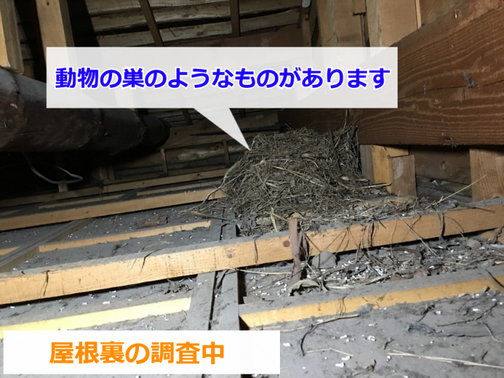 屋根裏に作られた動物の巣