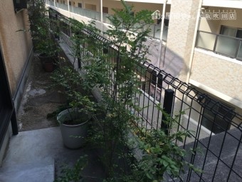 養生前のベランダ植物