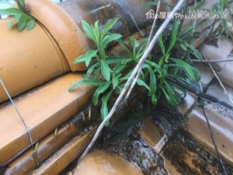 瓦屋根に生えた雑草