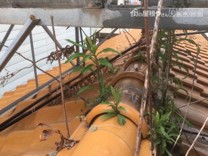 瓦屋根の間から雑草が生えている現場
