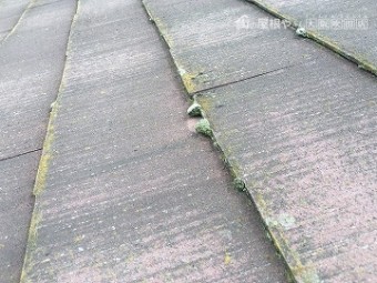 雨漏り調査