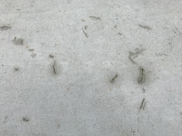 屋上床面の防水層にできた傷に水分が停滞している様子