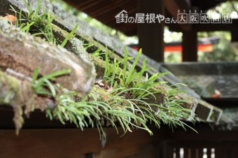 瓦屋根に雑草が生い茂っている様子