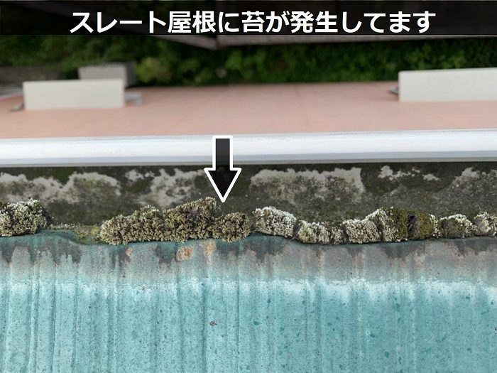 スレート屋根に発生する苔