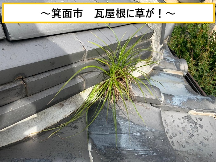 箕面市｜瓦屋根に草が生える原因とは？雨漏りとの関係を無料点検で徹底解説！