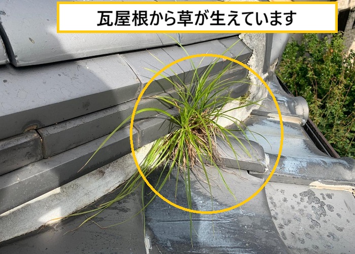 池田市｜瓦屋根から雑草が…放置すると雨漏りする可能性も！