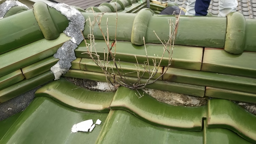 棟の下の土から植物が生えています