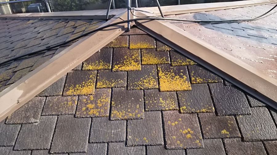 屋根に苔が生えた様子