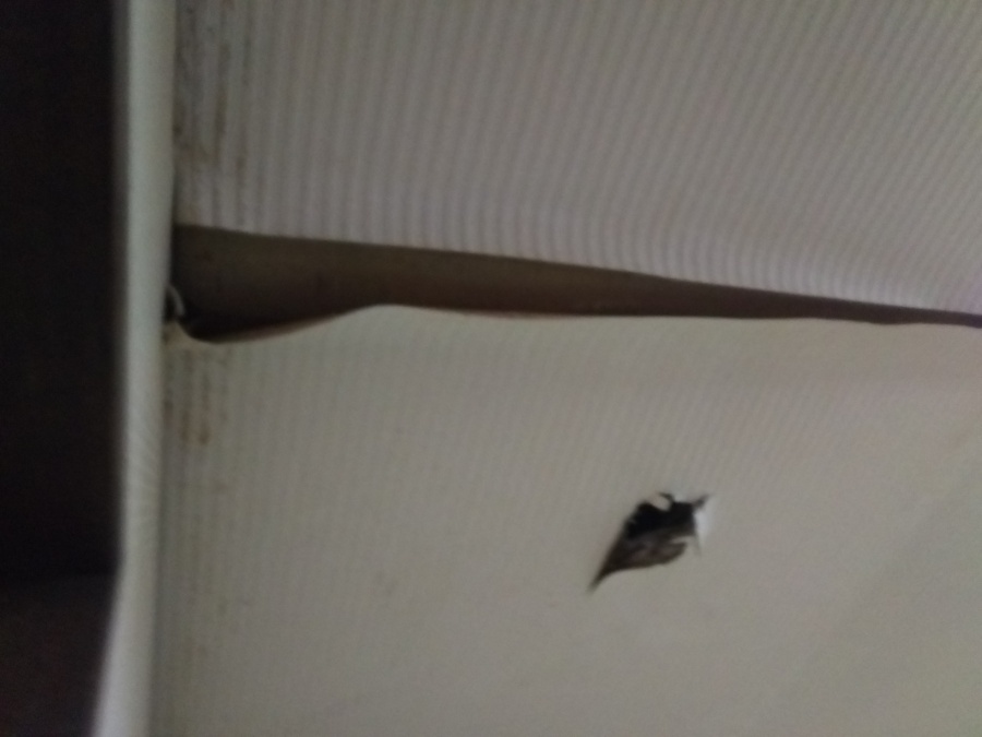 雨漏り調査開始　天井クロスめくれ