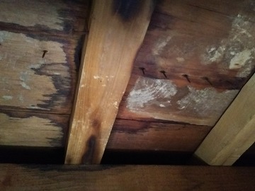 現地調査　屋根裏を調査