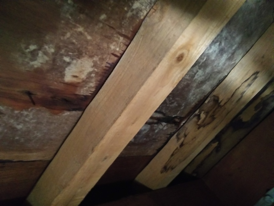 現地調査　屋根裏を調査