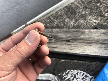 棟板金のめくれ