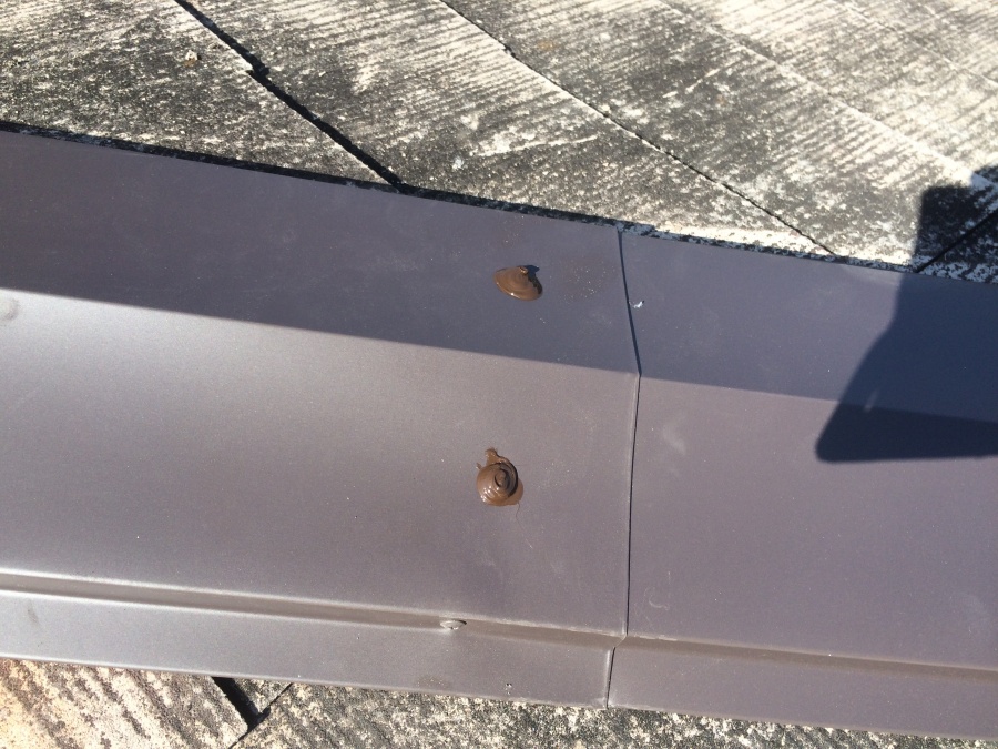 棟板金のめくれ