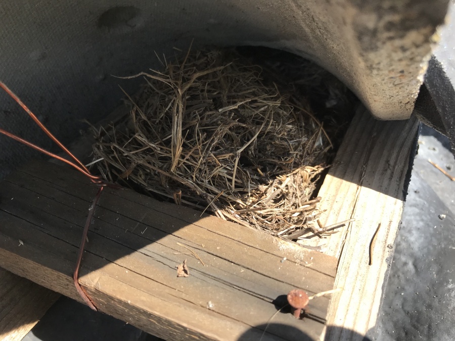 瓦の下に作られた鳥の巣