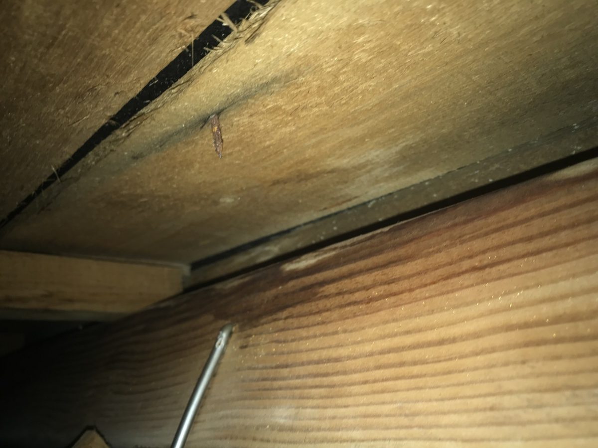 野地板が痛んで隙間が出来ている様子
