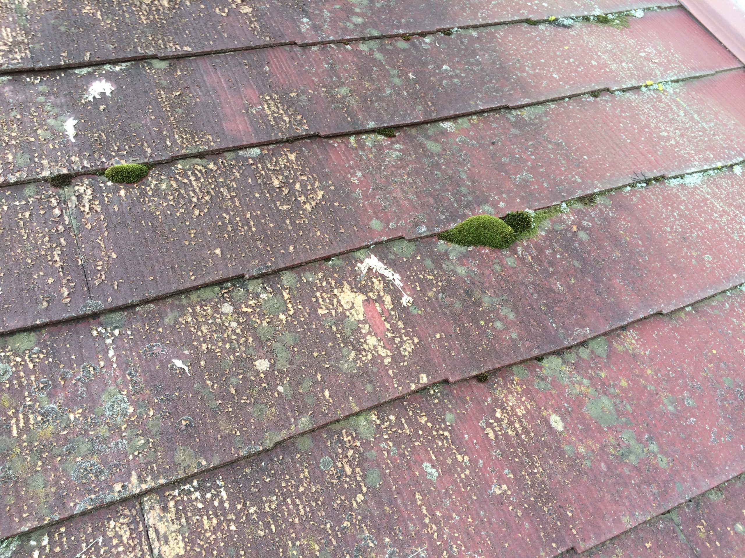 屋根に生えた苔