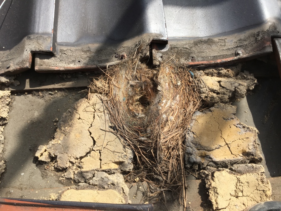 屋根に鳥の巣