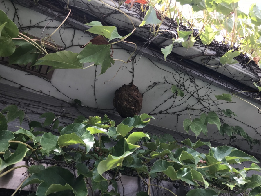 軒下の蜂の巣