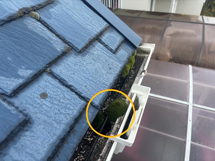 茨木市｜雨樋に苔が溜まってオーバーフロー！苔が発生する原因を無料診断