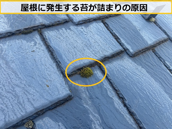 茨木市｜雨樋に苔が溜まってオーバーフロー！苔が発生する原因を無料診断