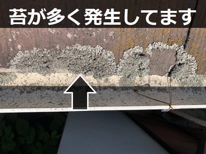 スレートに発生する苔