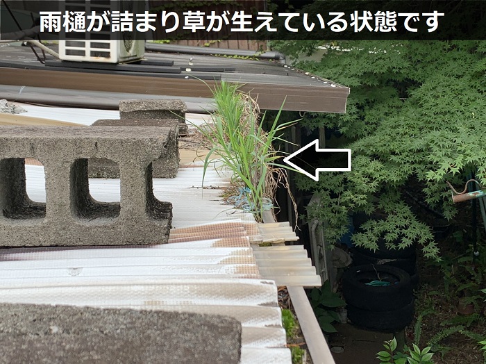 軒樋から草が生えている様子