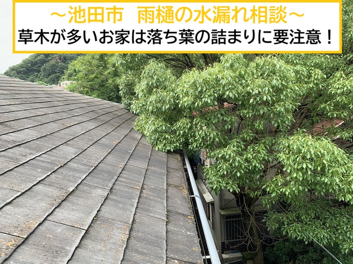 池田市｜雨樋の水漏れ相談！原因は大量の落ち葉による詰まりでした