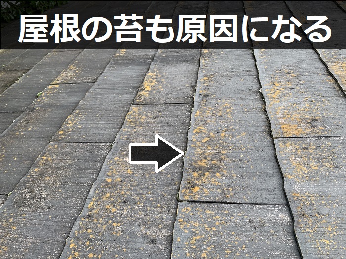 屋根に発生する苔
