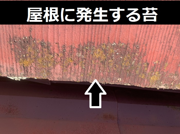 屋根に発生する苔