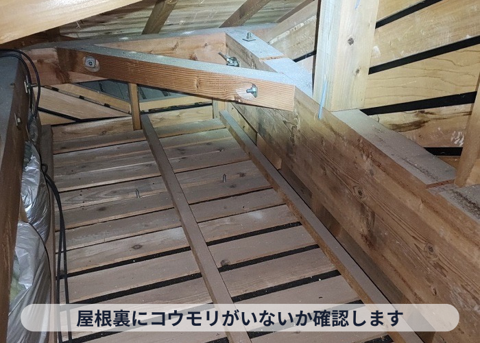 枚方市屋根裏にコウモリがいないか確認します