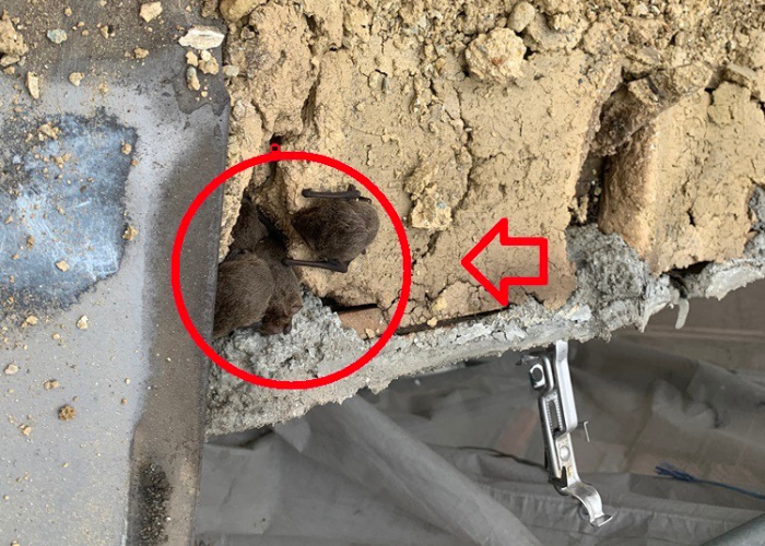 池田市の瓦屋根に侵入したコウモリの様子