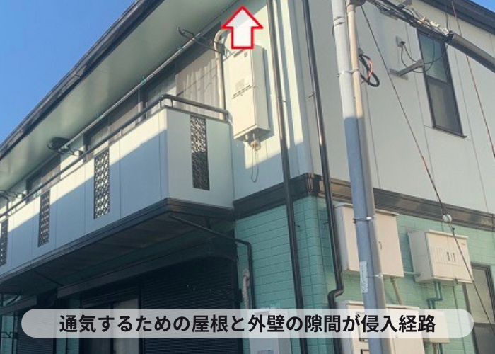 池田市お家のコウモリ対策工事を行う現場で侵入経路を調査