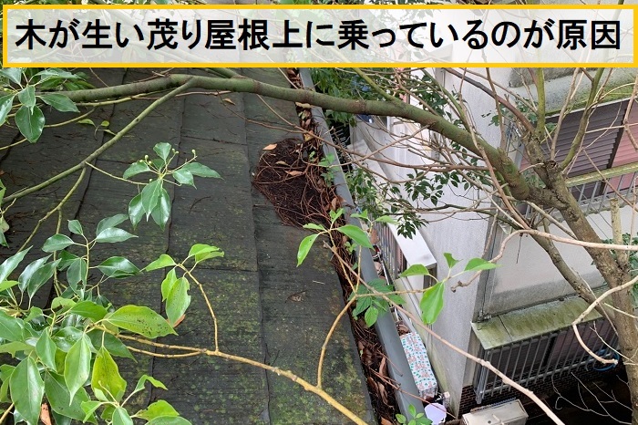 池田市｜雨樋の水漏れ相談！原因は大量の落ち葉による詰まりでした